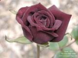 الصورة الرمزية العنوده