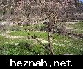 صورة  5