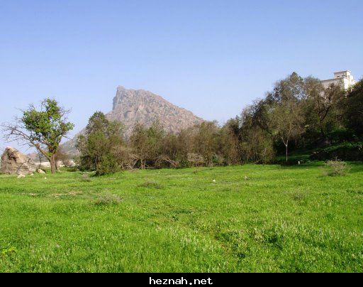 صورة  10
