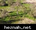 صورة  72